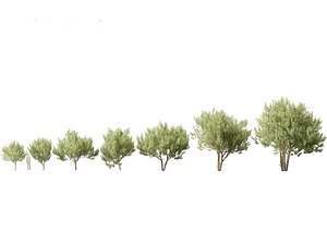 Kiggelaria africana - the wild peach 3D model