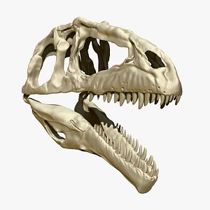 3D giganotosaurus skull set skeletons