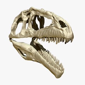 Dinosaur Giganotosaurus Skull Set Skeletons