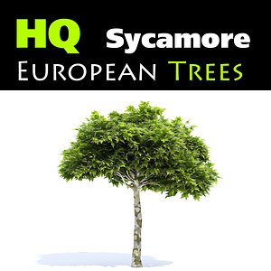 3d obj european sycamore tree