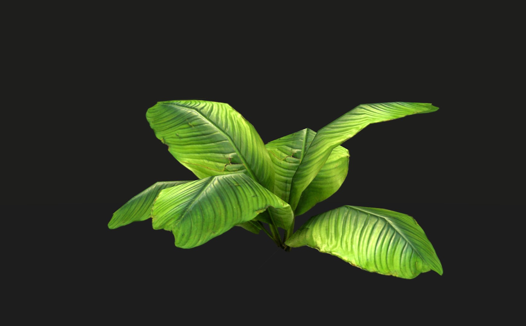 3D model tropical vegetation pack https://p.turbosquid.com/ts-thumb/M1/t1tBRz/LeCZk2jV/rend18/png/1554029678/1920x1080/fit_q87/c98fed1285c170747ab1a3663a26ce12c0d00dad/rend18.jpg
