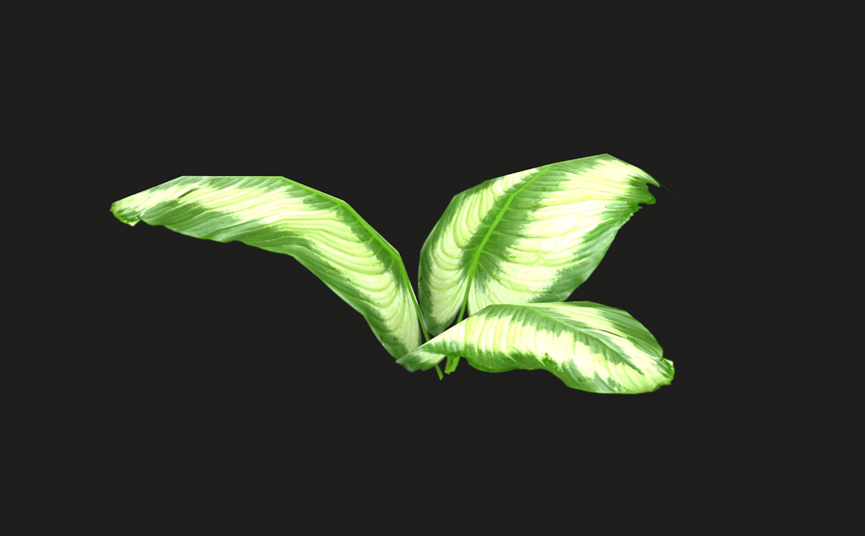 3D model tropical vegetation pack https://p.turbosquid.com/ts-thumb/M1/t1tBRz/XwkeZTOQ/rend22/png/1554029727/1920x1080/fit_q87/139b649df684748a4dbf9670ef6280155c1ceb00/rend22.jpg