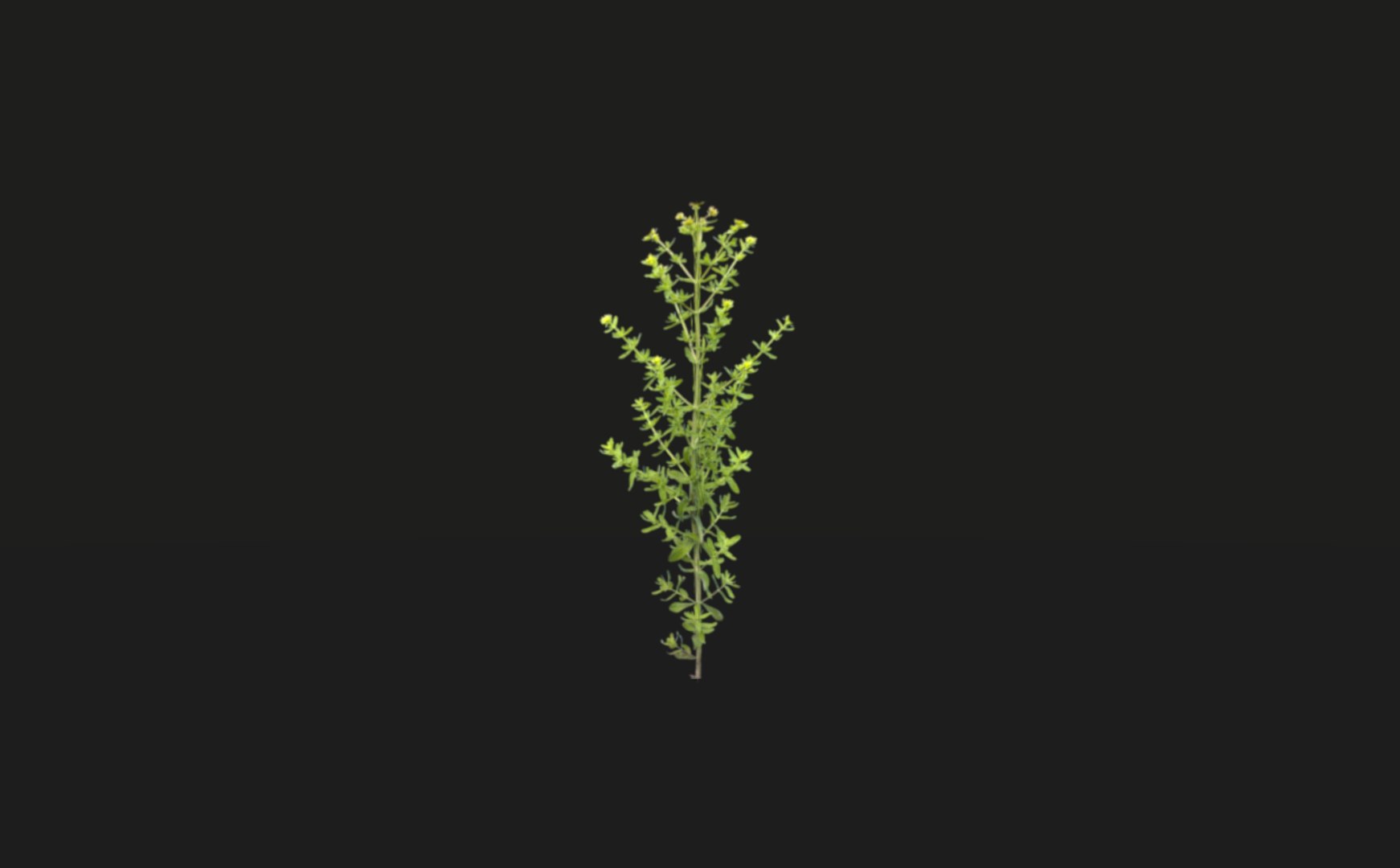 3D model tropical vegetation pack https://p.turbosquid.com/ts-thumb/M1/t1tBRz/nygik58S/rend23/png/1554029739/1920x1080/fit_q87/ecd12994f7043d6f81d4c3418ae4c9d8e76fd093/rend23.jpg