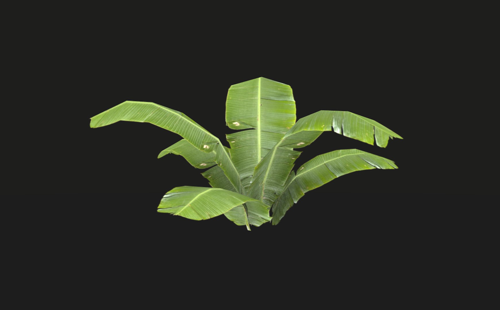 3D model tropical vegetation pack https://p.turbosquid.com/ts-thumb/M1/t1tBRz/xokm6lya/rend15/png/1554029602/1920x1080/fit_q87/adf8539cea02a68bbd16ece1731d12b789dbacb6/rend15.jpg