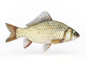 fish crucian carp 3D model