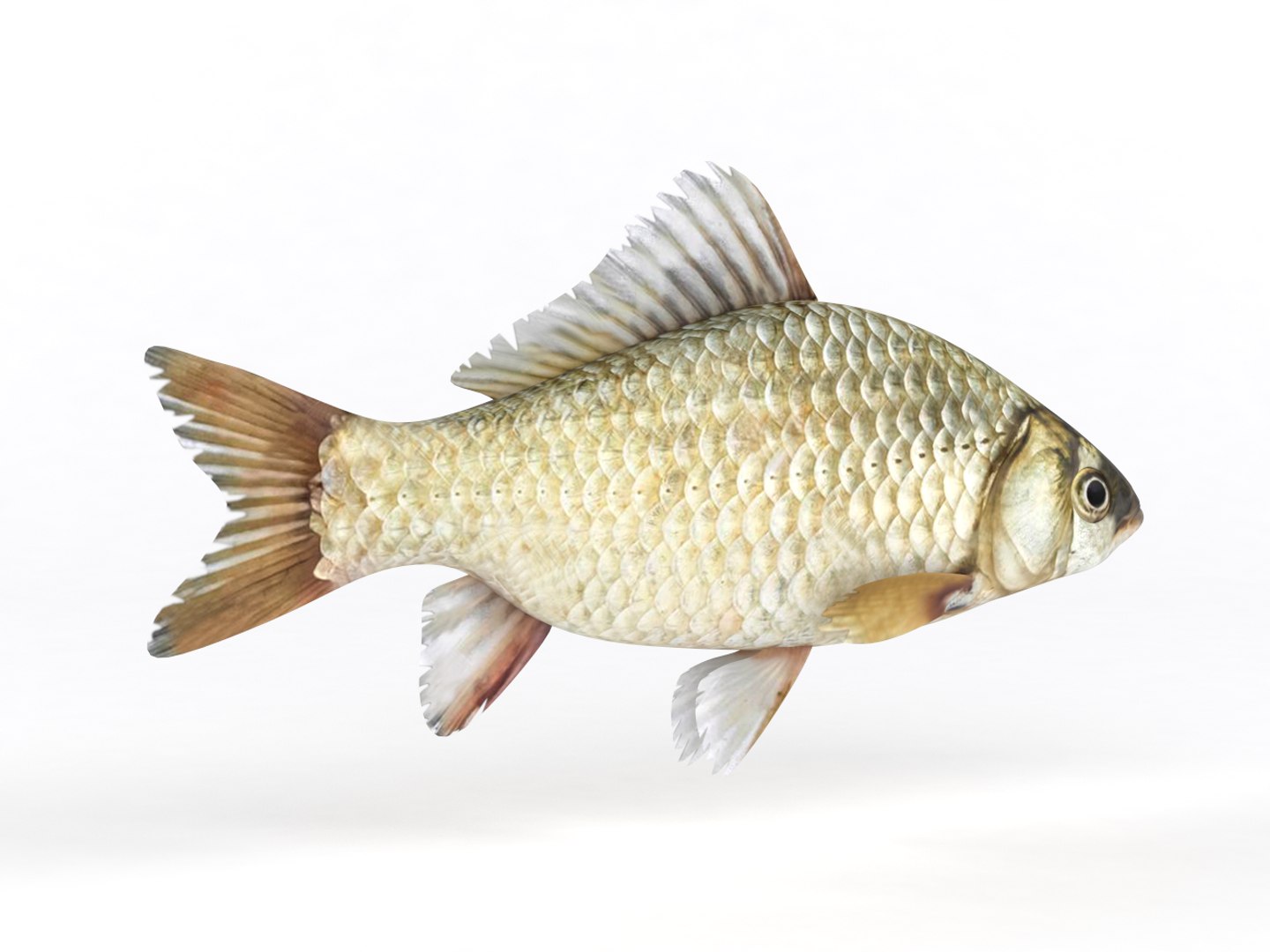 Fish Crucian Carp 3D Model - TurboSquid 1445005