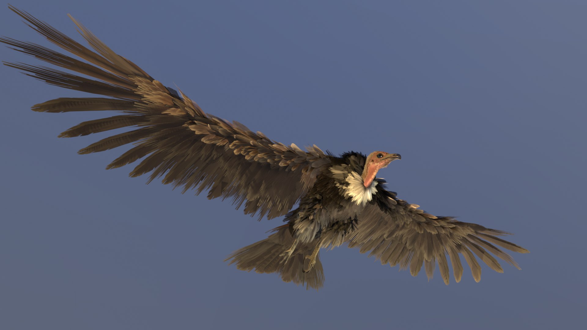 3D Hooded Vulture Rigged Animated - TurboSquid 2296058