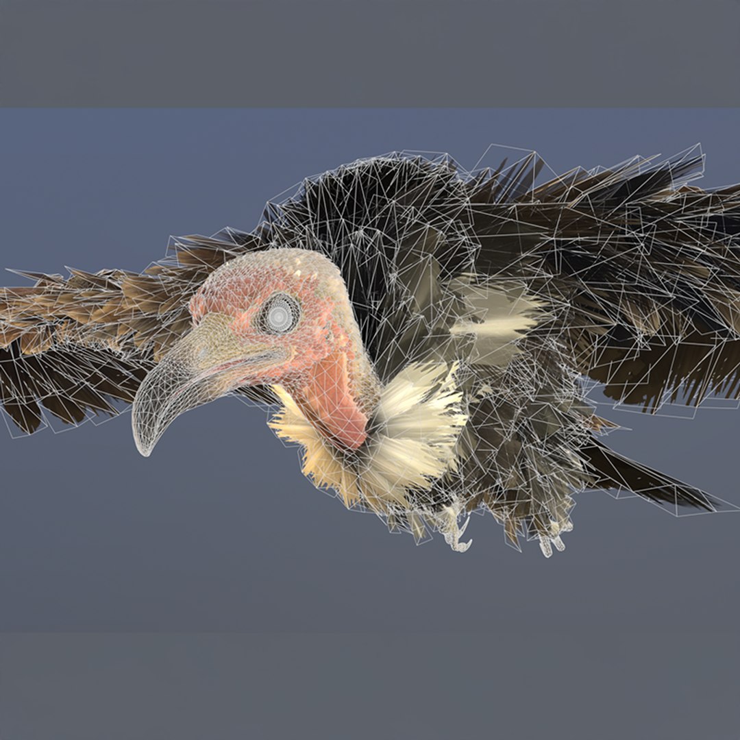3D Hooded Vulture Rigged Animated - TurboSquid 2296058