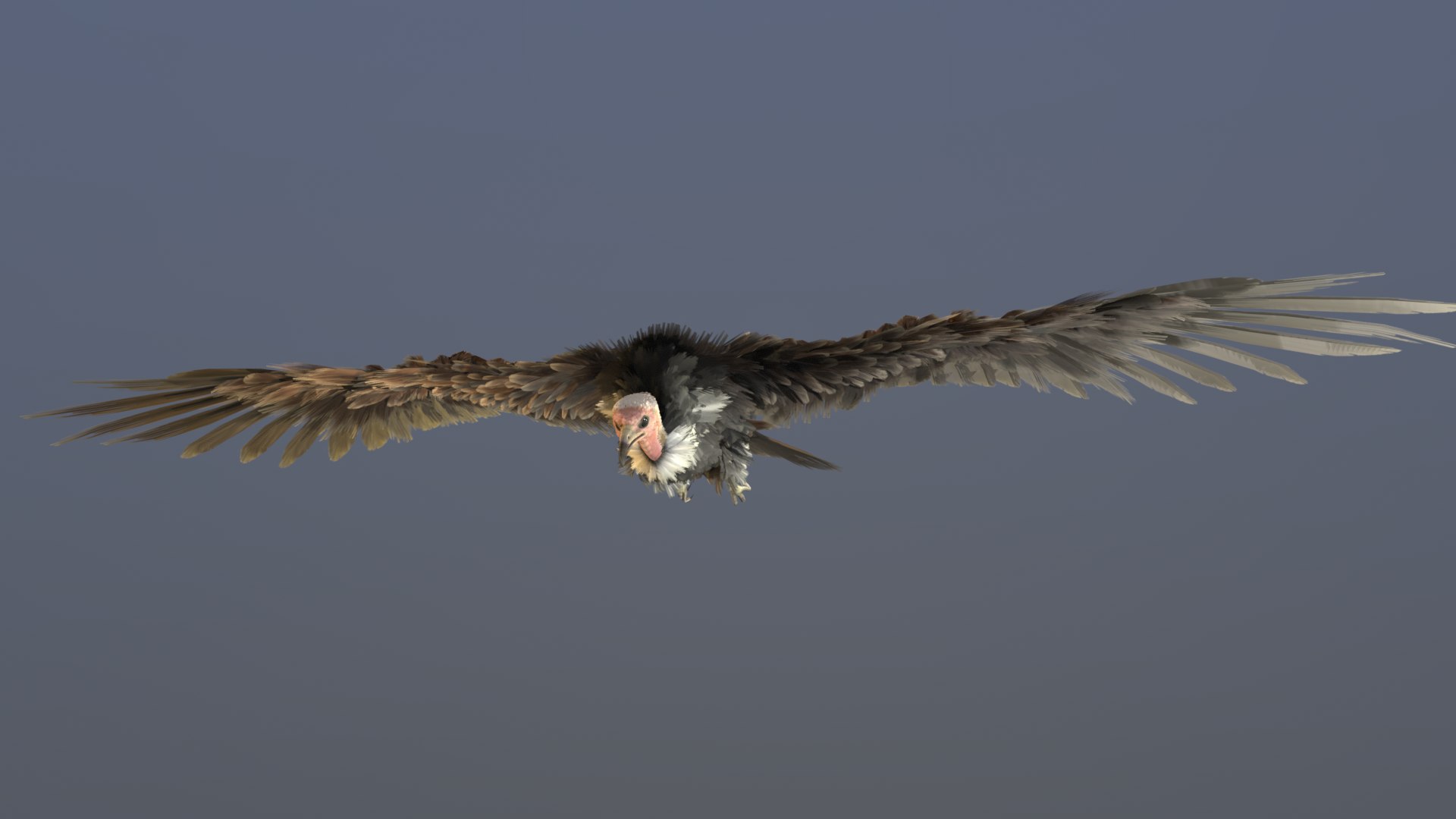 3D Hooded Vulture Rigged Animated - TurboSquid 2296058
