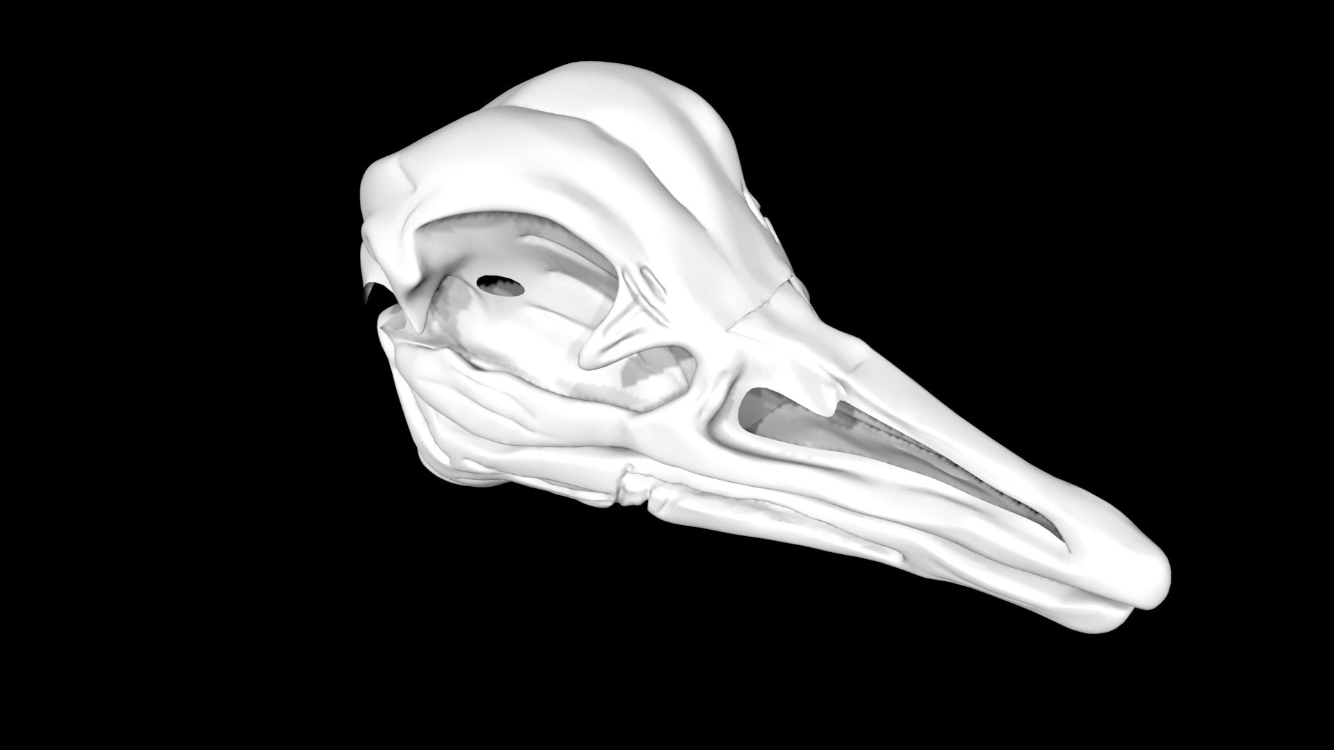 3D Ostrich Skull - TurboSquid 1887428