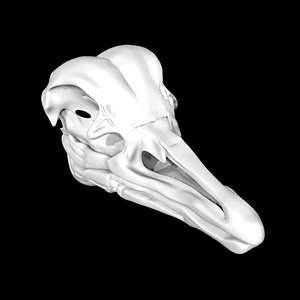 3D Ostrich skull
