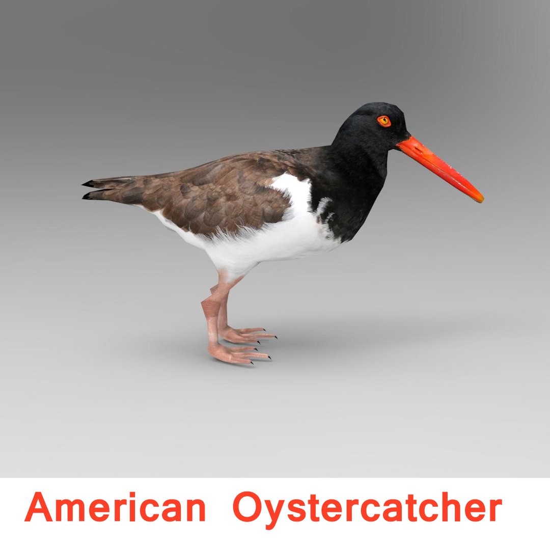 3d American Oystercatcher Model