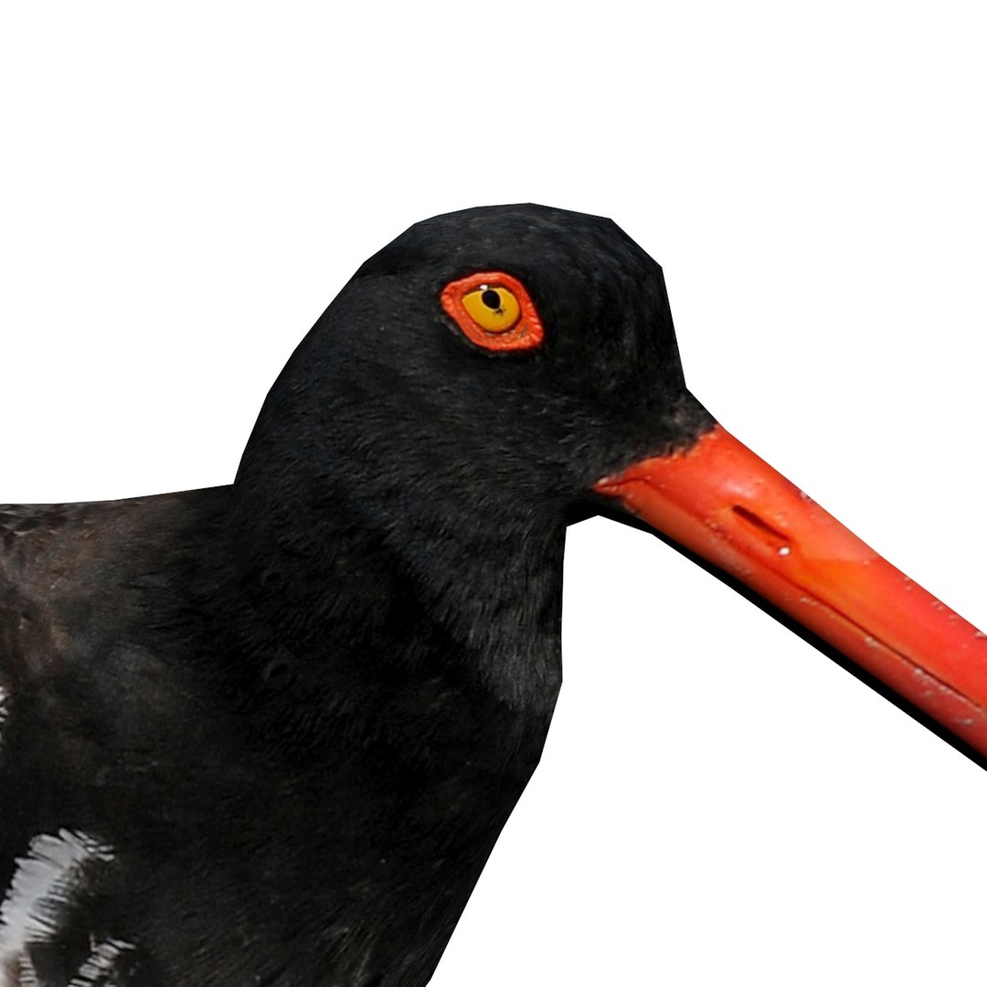 3d American Oystercatcher Model