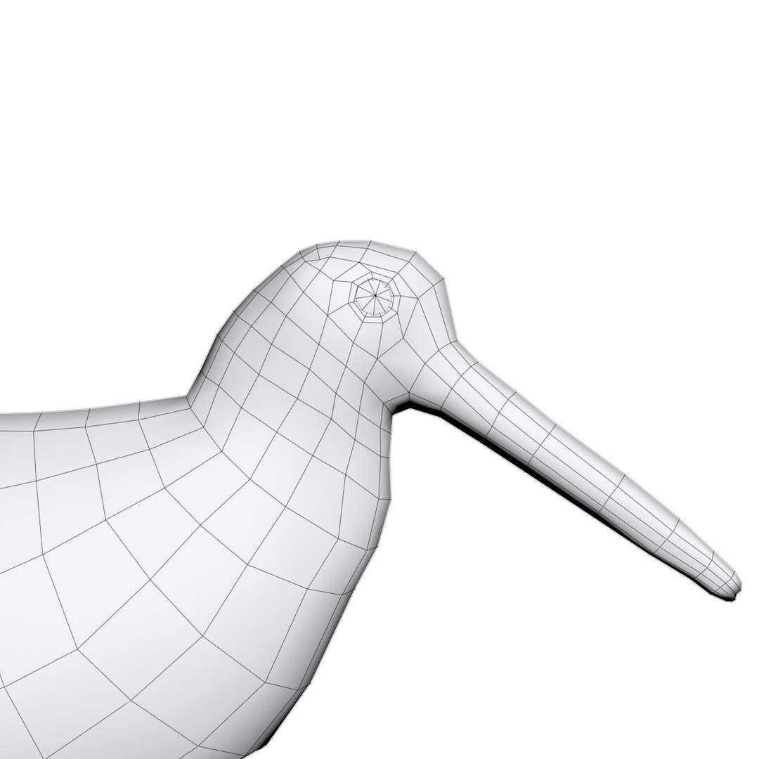 3d American Oystercatcher Model