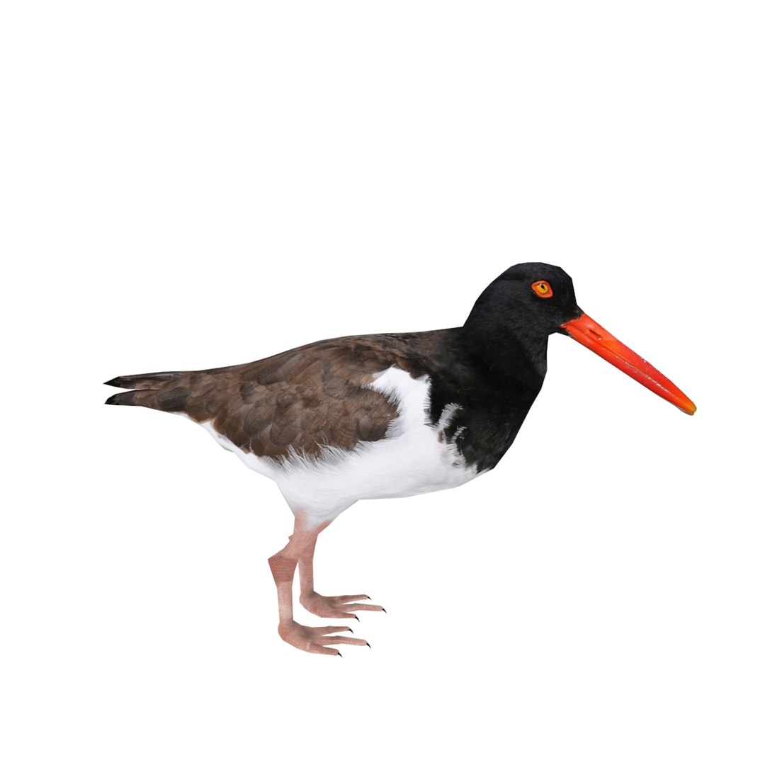 3d American Oystercatcher Model