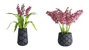Cymbidium 3D
