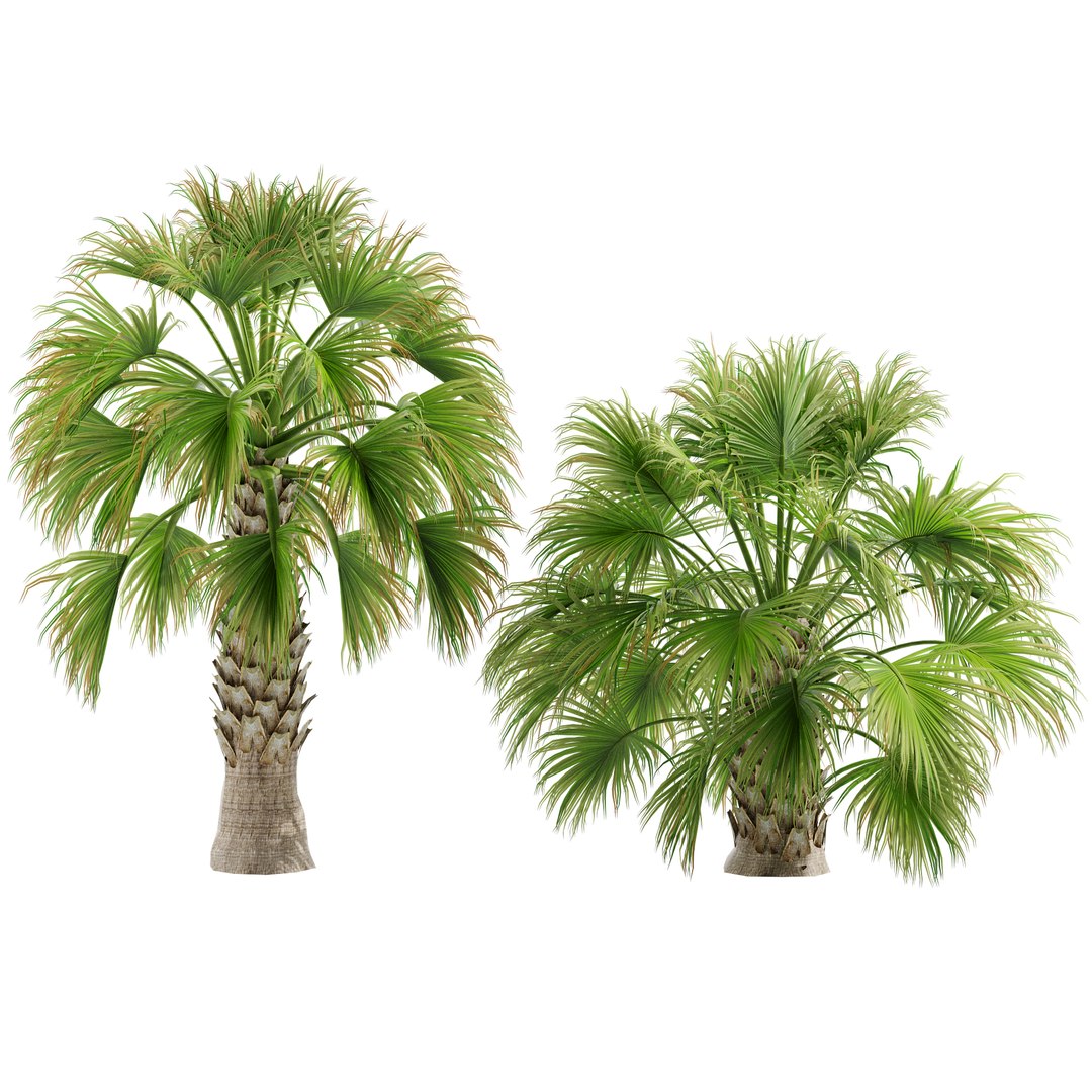 Sabal Palmetto Cabbage Palm-02 3D model https://p.turbosquid.com/ts-thumb/M2/fEQtnI/89/s2/jpg/1662540045/1920x1080/fit_q87/a4765c30935b959ed37b590ae70f51cbd5c5750d/s2.jpg