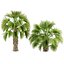 Sabal Palmetto Cabbage Palm-02