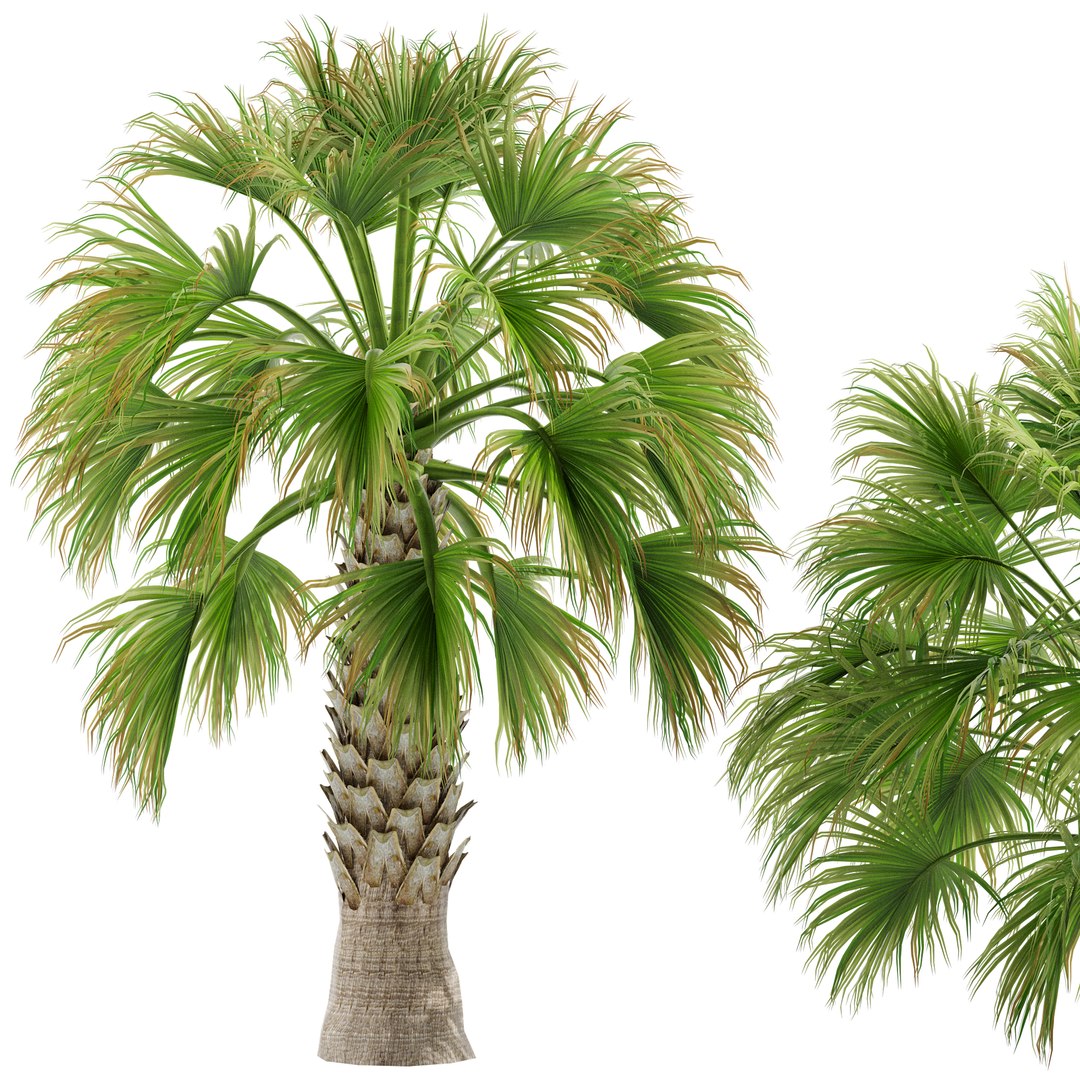 Sabal Palmetto Cabbage Palm-02 3D model https://p.turbosquid.com/ts-thumb/M2/fEQtnI/HN/s3/jpg/1662540032/1920x1080/fit_q87/bd70446ee0d8d133ff11425f1c157a094fa152af/s3.jpg
