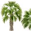 Sabal Palmetto Cabbage Palm-02