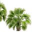 Sabal Palmetto Cabbage Palm-02