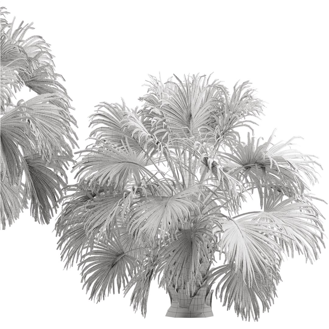 Sabal Palmetto Cabbage Palm-02 3D model https://p.turbosquid.com/ts-thumb/M2/fEQtnI/e9/s5/jpg/1662540046/1920x1080/fit_q87/6fcb64787737d82cccaa1e3ef37b2e8479e1446a/s5.jpg
