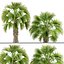 Sabal Palmetto Cabbage Palm-02