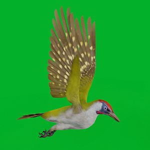 European Green Woodpecker 3D