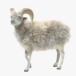 3D ram ovis ammon