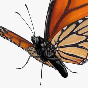 Milkweed Butterfly Fur For Blender 3D model