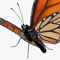 Milkweed Butterfly Fur For Blender
