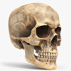 3D model Human Skull Dirty