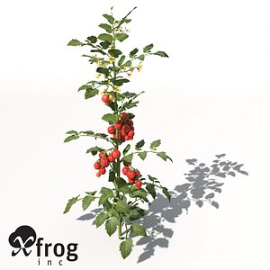 tomato plant 3d model