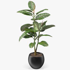 3D rubber tree plant pot