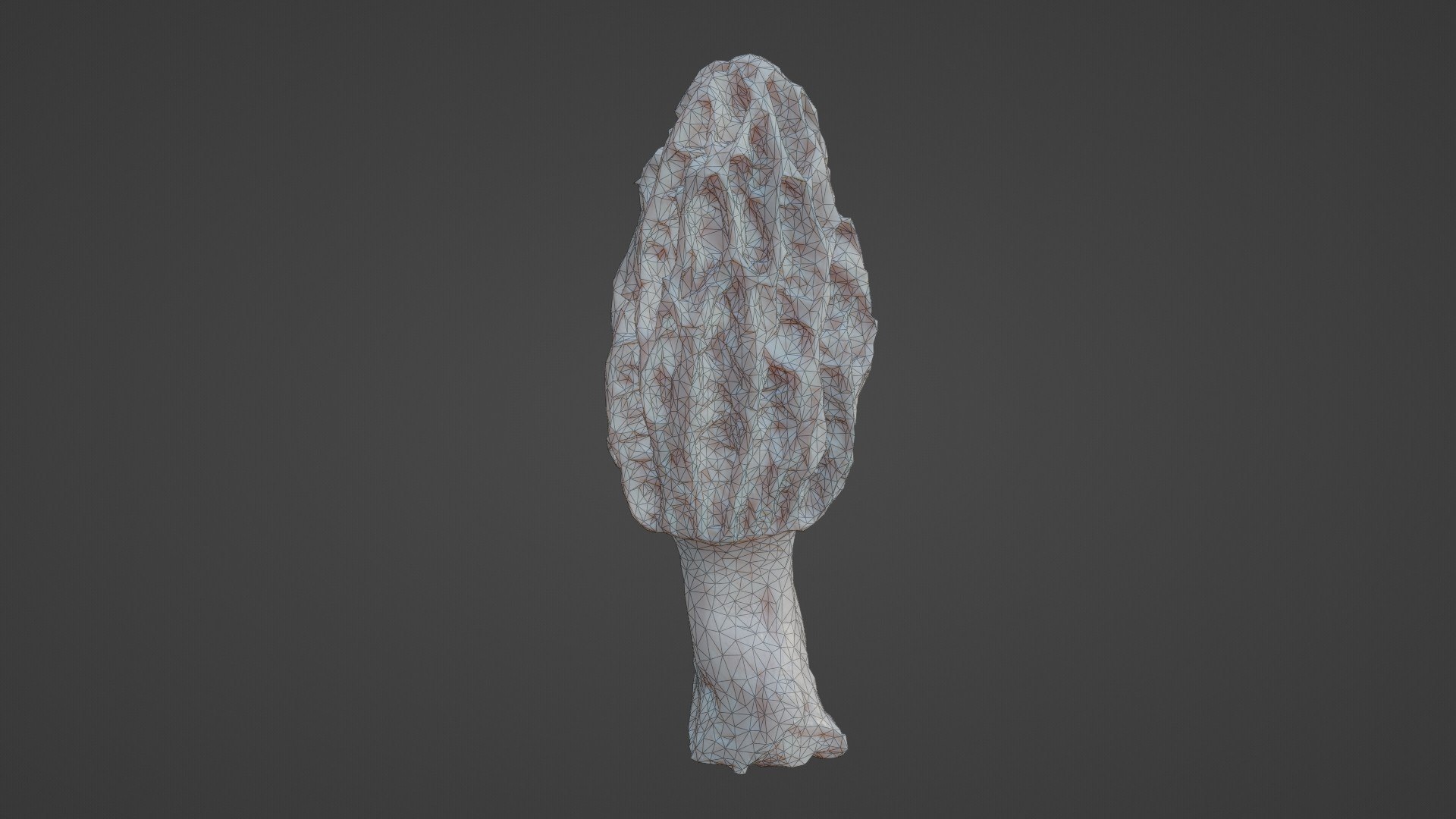 Morel Mushroom Morchella 04 Model - TurboSquid 2056882