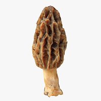 Morel Mushroom Morchella 04