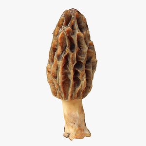 Morel Mushroom Morchella 04