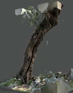 Abandoned Village Tree Trunk Scan - Tree 02 3D
