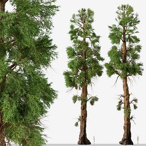 Set of Giant sequoia or Sequoiadendron Giganteum Tree 3D model