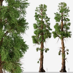 Set of Giant sequoia or Sequoiadendron Giganteum Tree