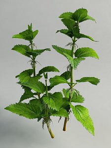3d urtica dioica nettle model