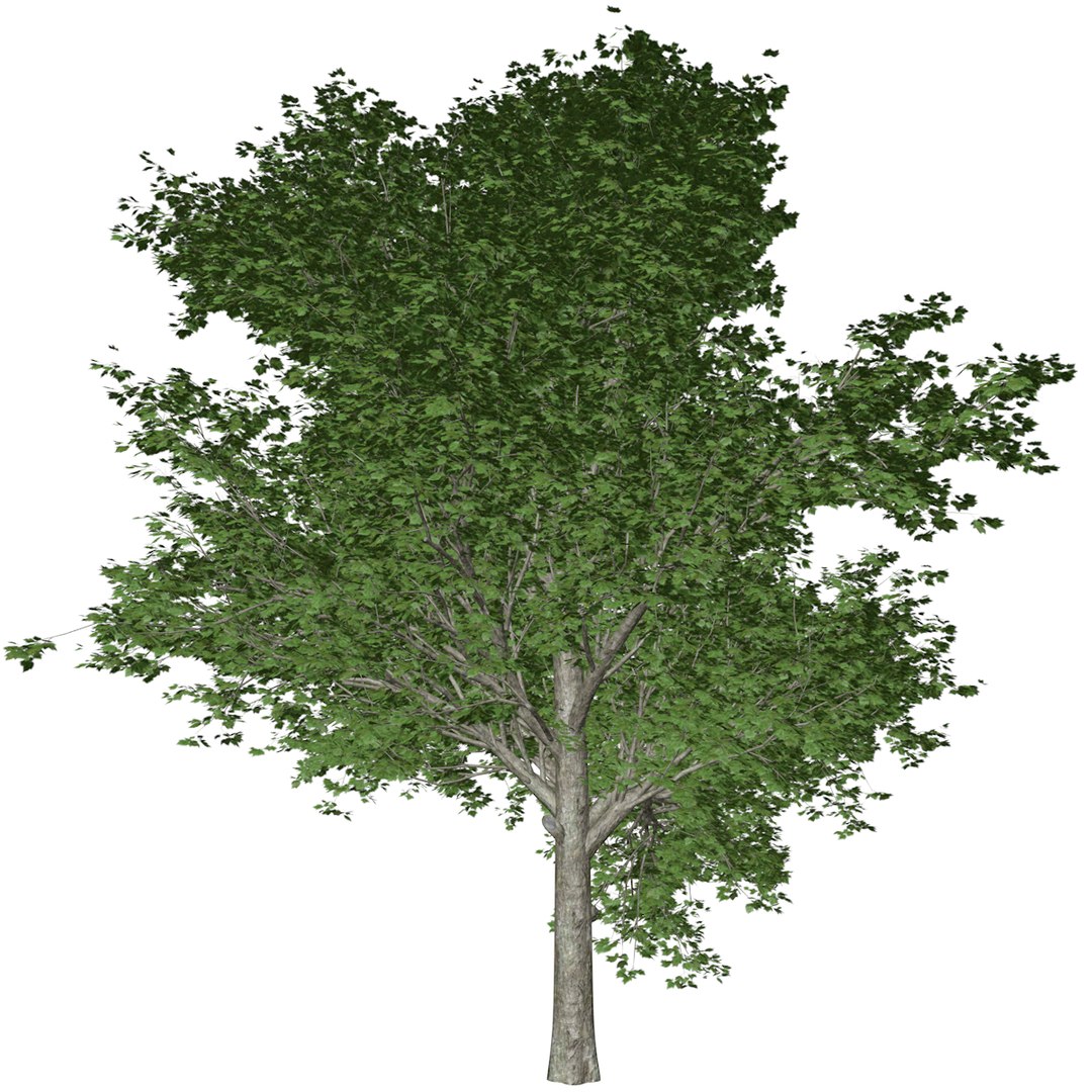 Red Maple Tree Collection 3D - TurboSquid 2379090