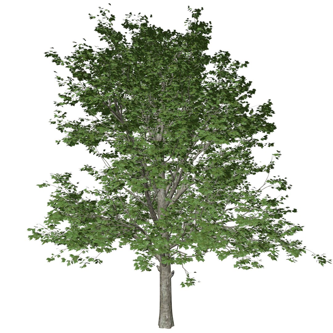Red Maple Tree Collection 3D - TurboSquid 2379090