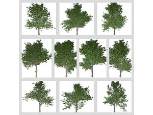 Red Maple Tree Collection 3D