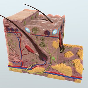 3d model human skin anatomy