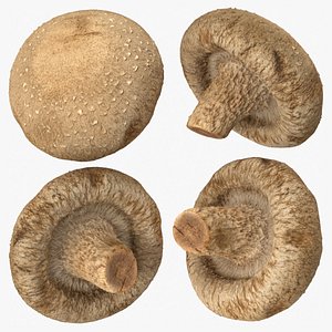 1,013 Shimeji Shitake Images, Stock Photos, 3D objects, & Vectors