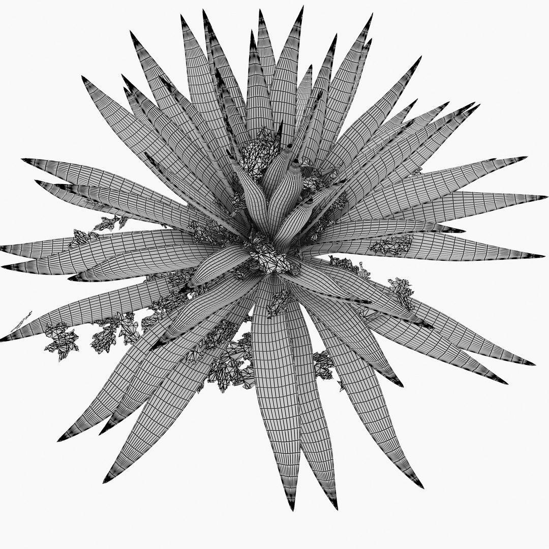 3D Agave 04 Model - TurboSquid 1959883