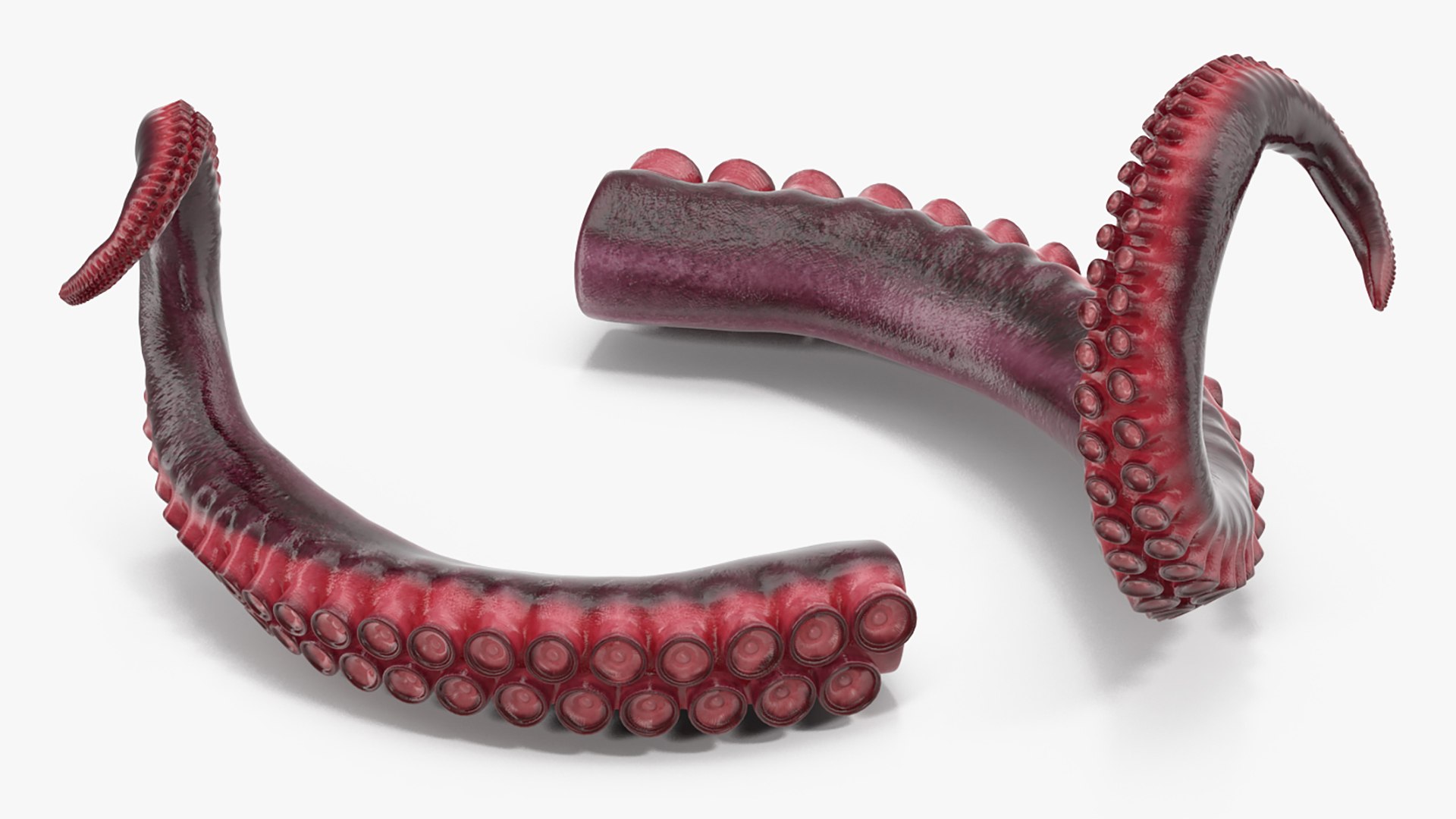 3D model Octopus Tentacle https://p.turbosquid.com/ts-thumb/M3/kYDez4/IC/tentacle_of_octopus_0005/jpg/1775634065/1920x1080/fit_q87/fabd1b51bd00328b4341835432407bc514547929/tentacle_of_octopus_0005.jpg