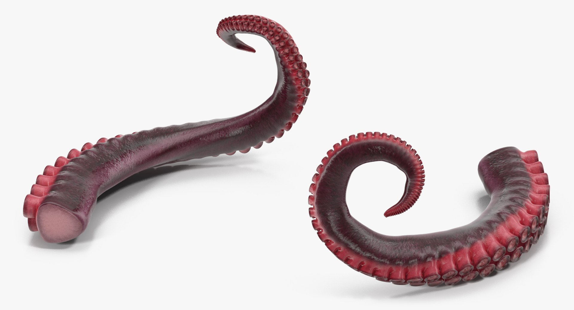 3D model Octopus Tentacle https://p.turbosquid.com/ts-thumb/M3/kYDez4/Nv/tentacle_of_octopus_0007/jpg/1775579447/1920x1080/fit_q87/a41539487f2c523c6c08ef6599c990df56cb4d7d/tentacle_of_octopus_0007.jpg