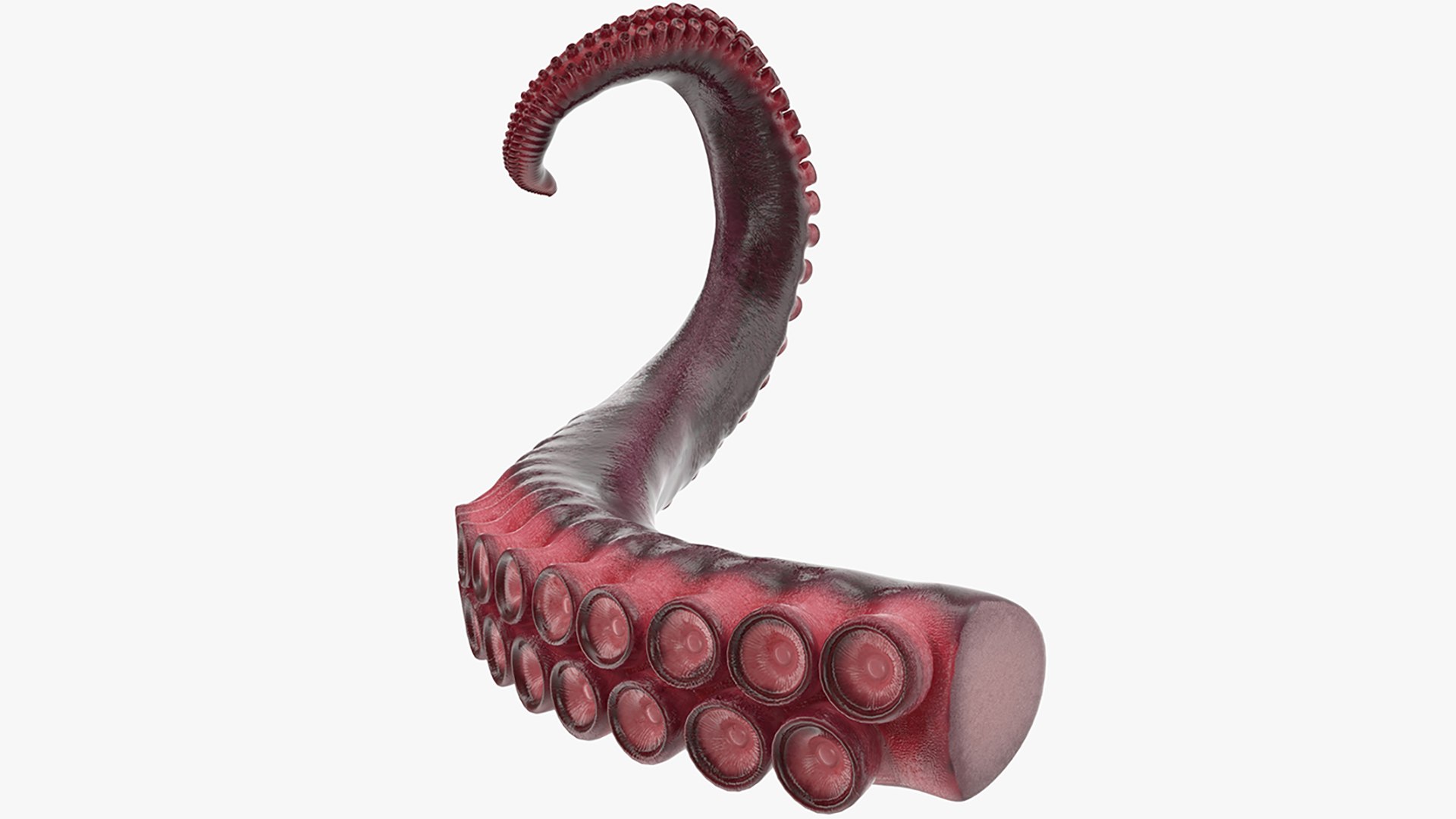 3D model Octopus Tentacle https://p.turbosquid.com/ts-thumb/M3/kYDez4/nD/tentacle_of_octopus_0001/jpg/1775634063/1920x1080/fit_q87/71bec88581950c91b98129150a36250d860592cd/tentacle_of_octopus_0001.jpg